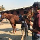 student helping a horse