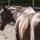 horse showing muscle wasting disease