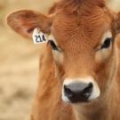 Jersey calf