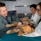 Golden retriever in exam room