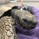 desert tortoise at UC Davis veterinary hospital