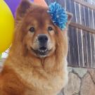 UC Davis veterinary hospital treats dog with melanoma cancer