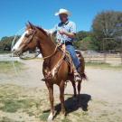 horse with rider in saddle