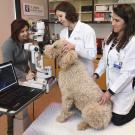 UC Davis technician and ophthalmologists examine a dog