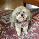 Poodle treated for immune mediated thrombocytopenia at UC Davis veterinary hospital