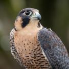 peregrine falcon