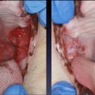 Before and after images of a cat suffering from feline chronic gingivostomatitis that was treated with stem cells at the UC Davis veterinary hospital.