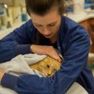 Cat undergoing treatment