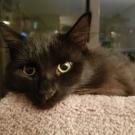 Rhyme cat after liver shunt treatment at UC Davis