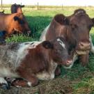 group of Schuler Ranch cattle