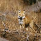 Sierra Nevada red fox