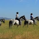 three horses on a hill