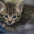 tabby kitten