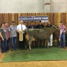 cow winning prize at California State Fair