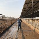 Dr. Tapakorn Chamchoy collecting a fecal slurry sample at a California dairy for his MPVM project.