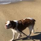 Trooper, a patient with the UC Davis veterinary hospital's Oncology Service, walks on the beach.