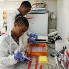 USAID PREDICT interns conduct lab work at Sokoine University in Agriculture in Tanzania. (Courtesy of USAID PREDICT)