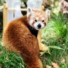 red panda at the Sacramento Zoo