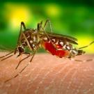 Aedes aegypti is a mosquito that can cause yellow fever. 