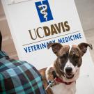 dog at UC Davis veterinary hospital