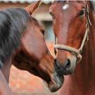 horses touching noses