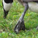 Canada goose with leg wrapped in fishing line. Photo: Gavin Edmondstone