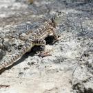 The endangered blunt-nosed leopard lizard lives in the San Joaquin Valley of California. (Jonathan Richmond)