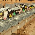 Feeding Waste Milk to Calves: Reducing Antimicrobial Resistance