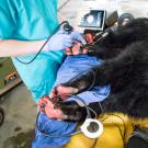 A young, female bear with paws badly burned in the Carr Fire.