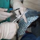 Jamie Peyton and a team from the California Department of Fish and Wildlife apply fish skin bandages to a bear cub injured in the Carr Fire. (California Department of Fish and Wildlife)