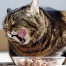 UC Davis researchers analyzed homemade cat food recipes and found none provided all essential nutrients for healthy adult cats. (Getty Images)