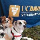 dogs at a UC Davis veterinary event