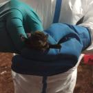 A bat being tested for Ebola.CreditEcoHealth Alliance