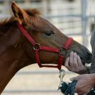 You've Come a Long Way Baby: Advancements in Equine Reproduction