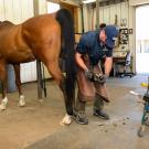 A horse in the farrier shop at UC Davis.