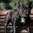 French bulldog