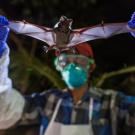 Scientists with Smithsonian’s Global Health Program examine a wrinkle-lipped bat, which can harbor a never-before-seen virus. (Roshan Patel/Smithsonian Conservation Biology Institute)