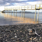 Stranded Harbor Seal