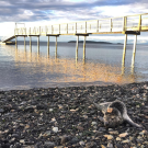 Stranded Harbor Seal