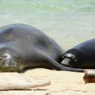 Hawaiian monk seal RT10 with her third pup on the north shore of Oahu in 2017. PHOTOGRAPH COURTESY NOAA FISHERIES