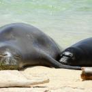 Hawaiian monk seal RT10 with her third pup on the north shore of Oahu in 2017. PHOTOGRAPH COURTESY NOAA FISHERIES