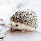 baby hedgehog