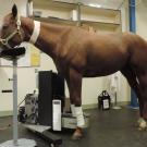 horse in standing PET scanner at UC Davis veterinary hospital