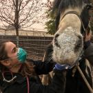 DVM student treating burned horse