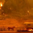 horse runs past corral with wildfire in background
