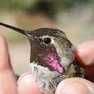 male Anna's hummingbird