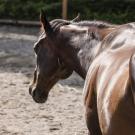 Horses with IMM experience rapid, widespread atrophy of the gluteal and expaxial muscles.