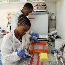 USAID PREDICT interns conduct lab work at Sokoine University of Agriculture in Tanzania. (Courtesy USAID PREDICT)