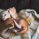 three kittens playing