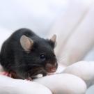 UC Davis researchers led an effort to identify hundreds of genes linked to blindness in laboratory mice.